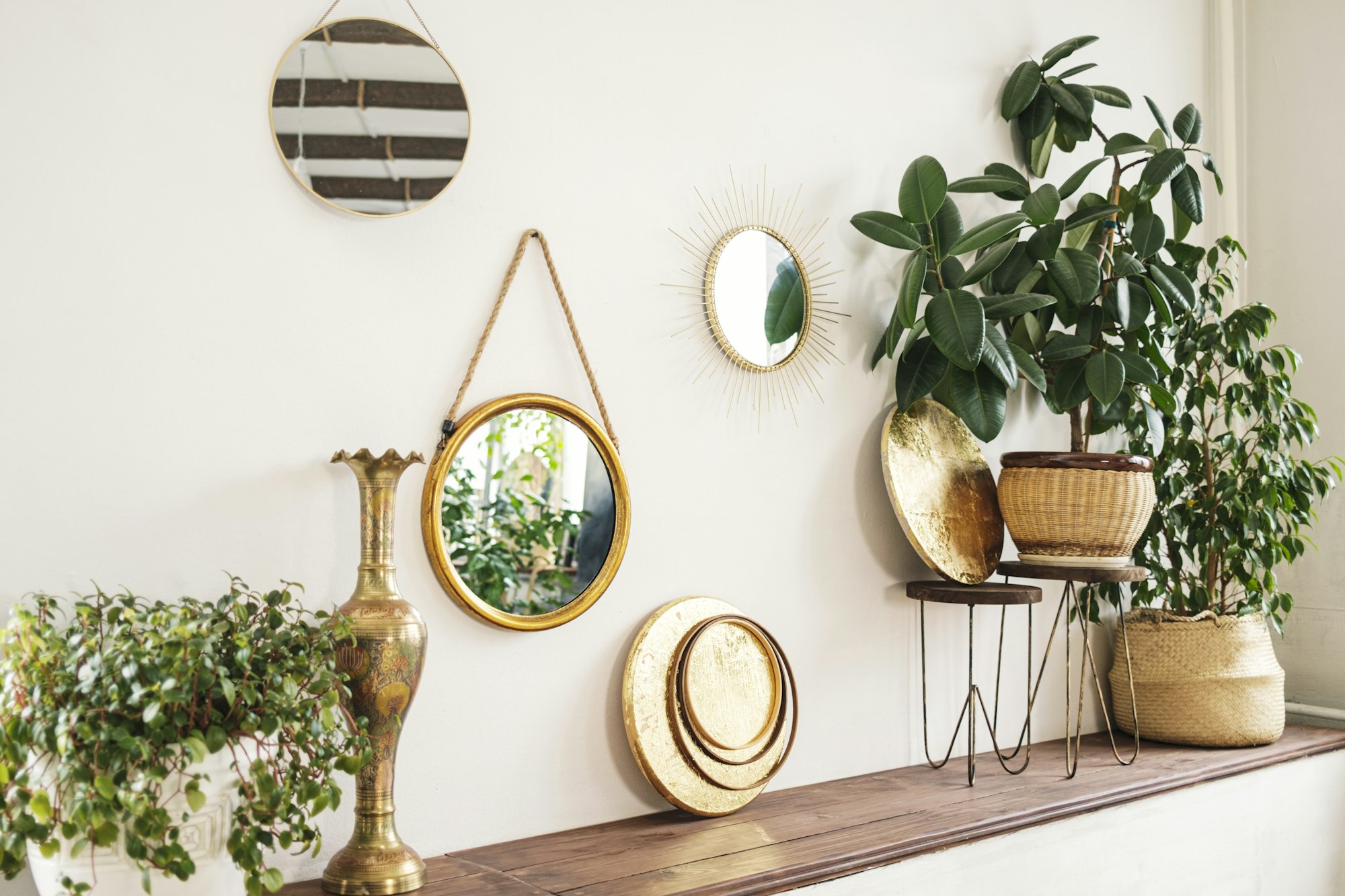 Stylish space with mirrors and plants: ficus benjamin, ficus elastica, Portulacaria.